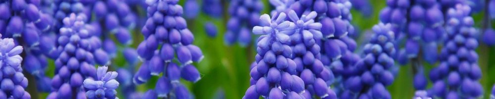 field, flowers, grape hyacinth